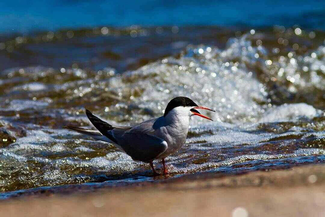 Common Tern